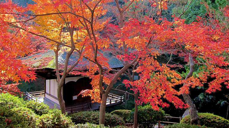 Jardim Momijidani no outono