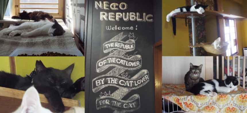 Neco Republic Gifu