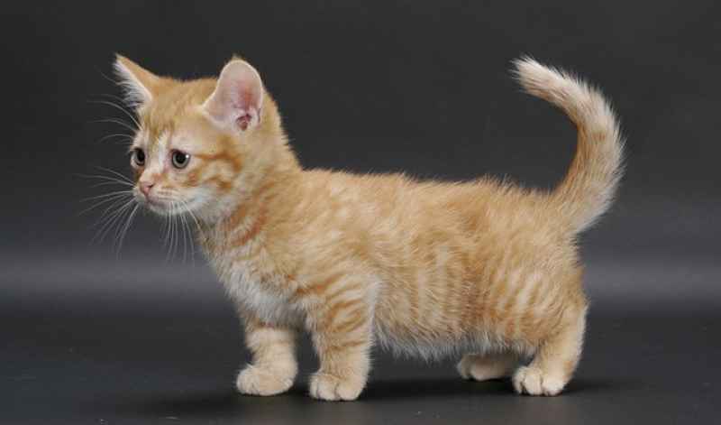 Gato laranja Munchkin