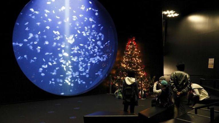 Kamo Aquarium pede doações por crowdfunding para manter águas-vivas alimentadas