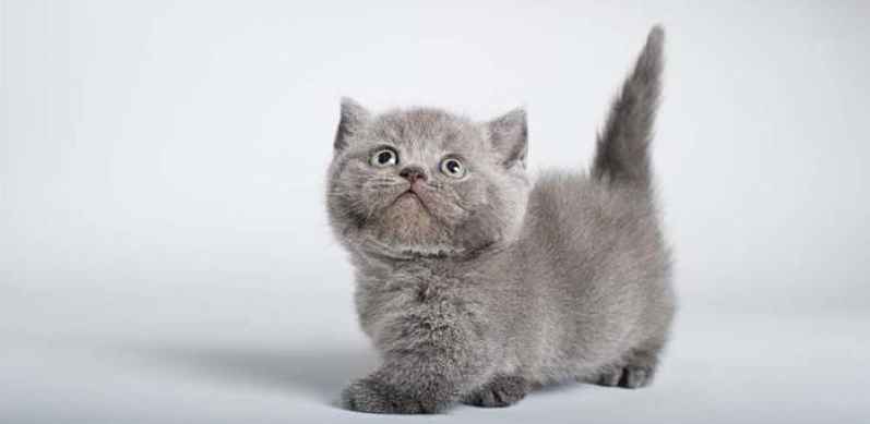 Munchkin cinza e peludo