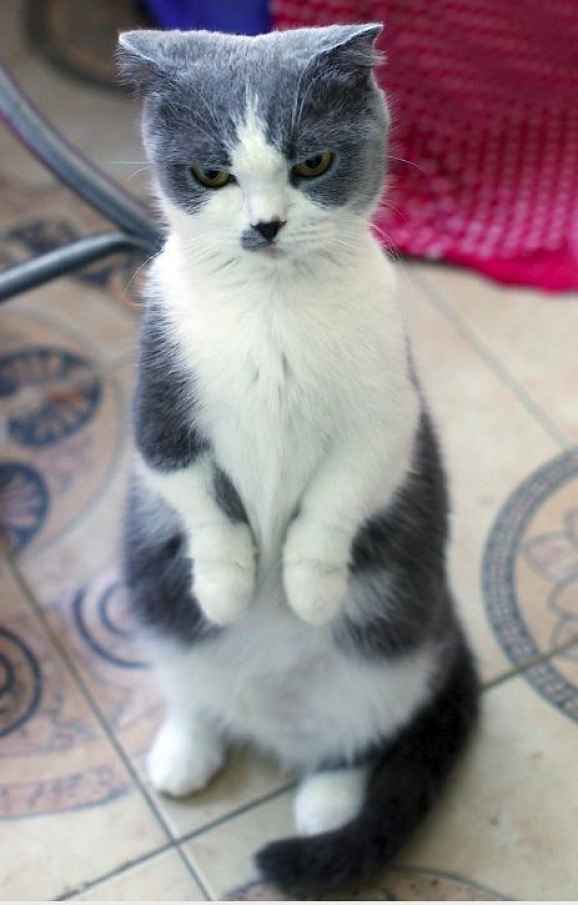 Gato de perna curta de pé cinza e branco