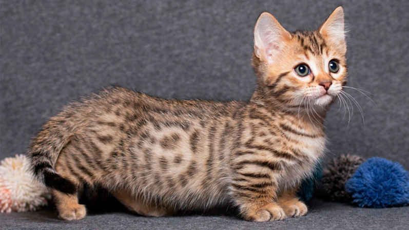 Gato MUnchkin listrado