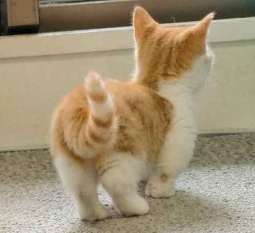 Gato Munchkin laranja e branco de costas