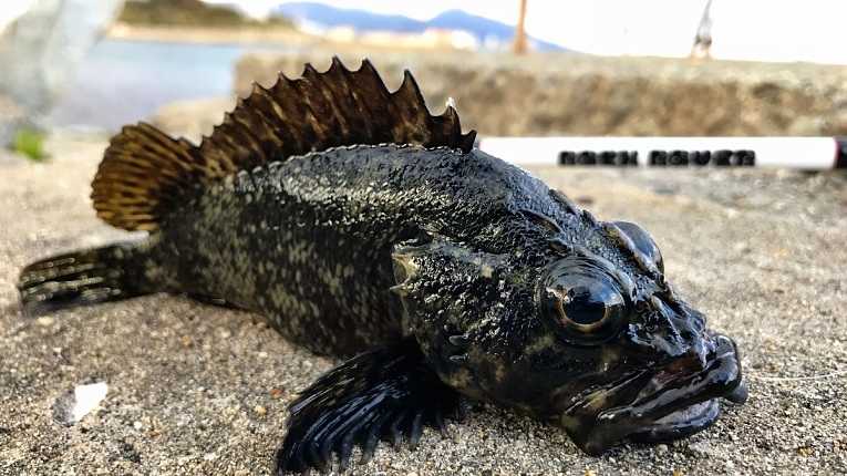 Peixe-rock pescado na segunda-feira (22) apresentou cinco vezes mais radiação do que o permitido