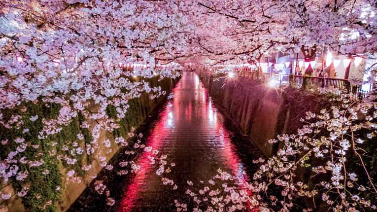 Críticos apontam o risco de uma abertura total em meio ao florescer das sakuras