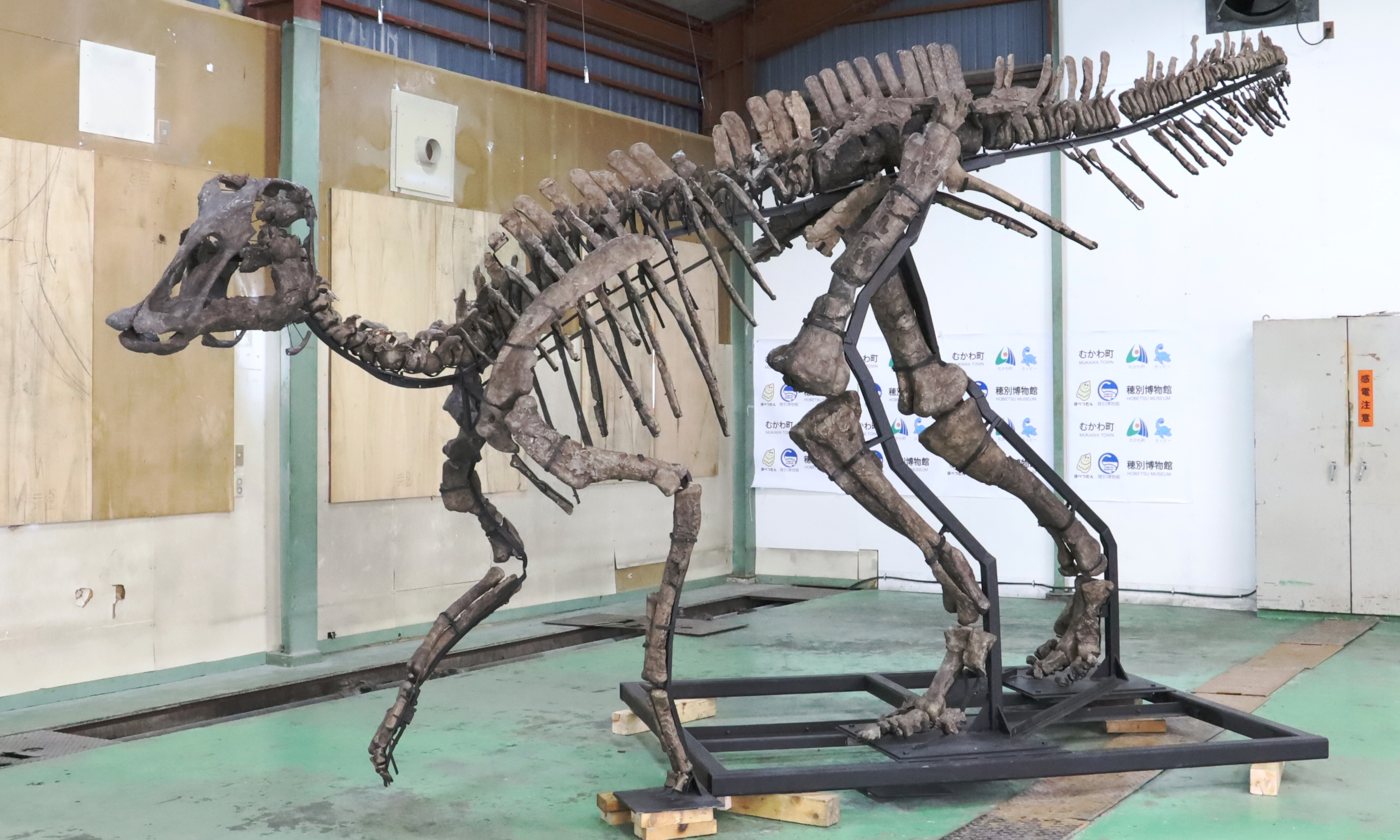 Nova espécie de dinossauro é descoberto no Japão