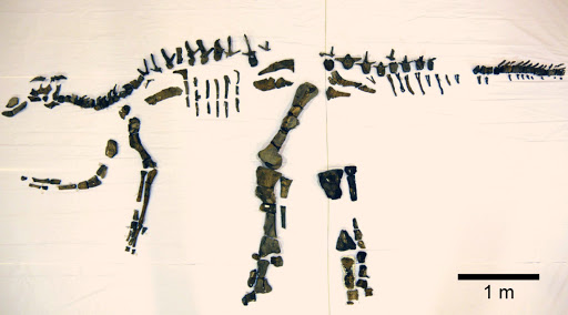 Fosseis de dinossauro encontrado em Awaji