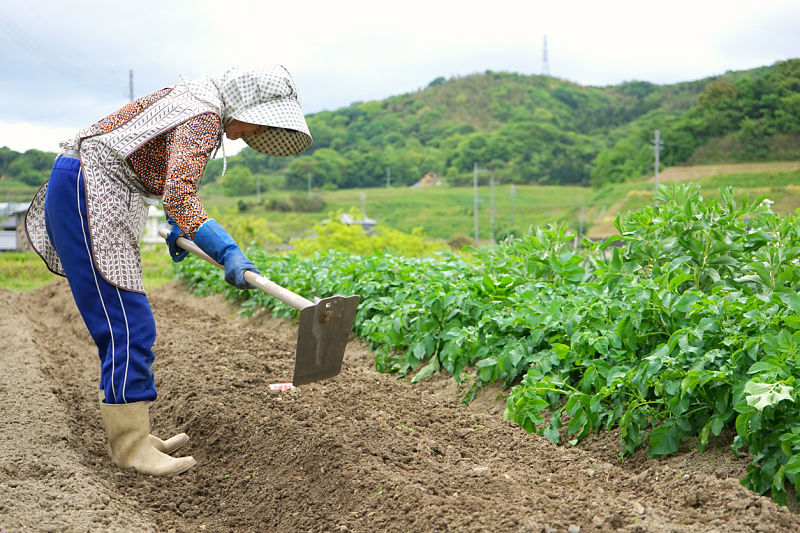 Agricultura no Japão sofre com envelhecimento da população