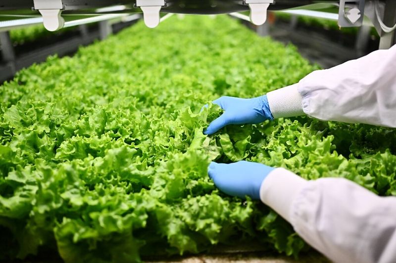 Alface cultivada em espaç