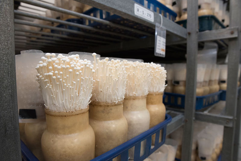 Enoki cultivado na garrafa