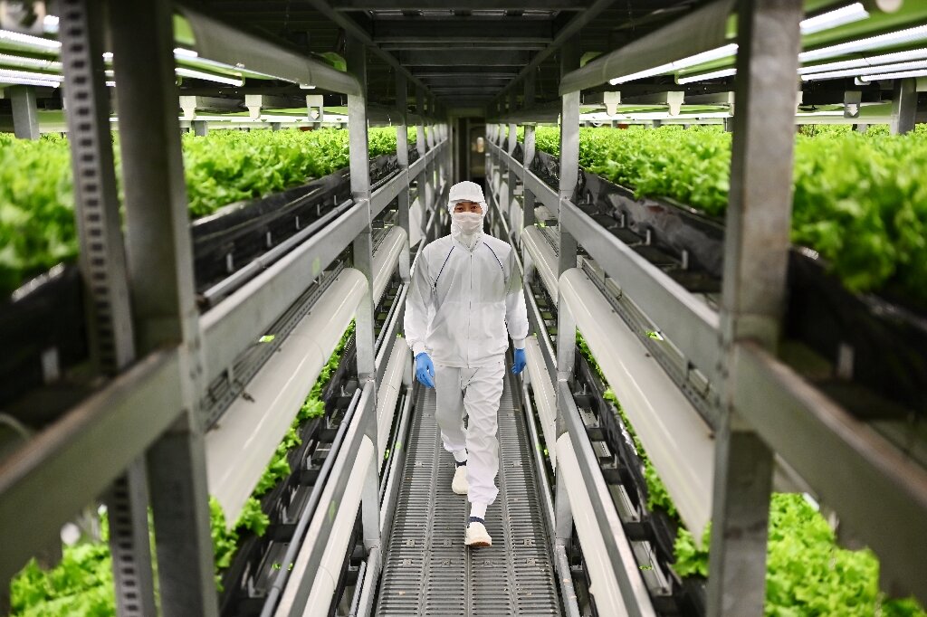 Funcionário anda entre prateleiras de pés de alface em fazenda vertical no Japão