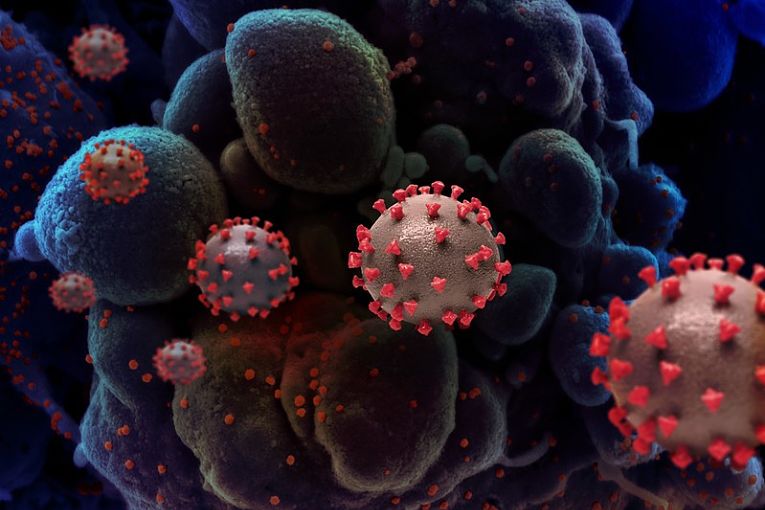 Variante ômicron se reproduz 70 vezes mais rápido, mas demora 10 vezes mais para infeccionar os pulmões, o que não significa que ela seja menos agressiva do que as demais cepas