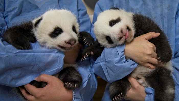 Bebês pandas gêmeos nasceram em dezembro de 2021