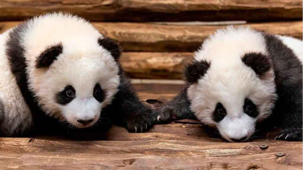 Bebês pandas gêmeos do zoológico de Ueno