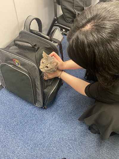Gato viajou em caixa de transporte no Japão sem problemas