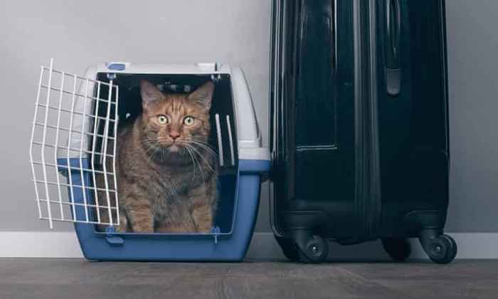 Gato dentro da caixa de transporte aberta ao lado de uma mala de viagem
