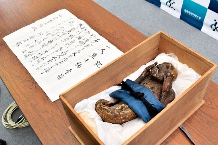 Caixa de madeira e carta histórica da múmia sereia japonesa no hospital veterinário da Kurashiki University of Science & The Arts