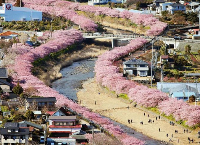 Sakuras plantadas em torno do rio