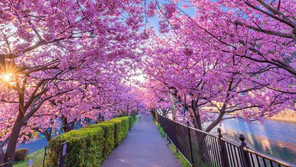 Matsuda Cherry Blossom Festival