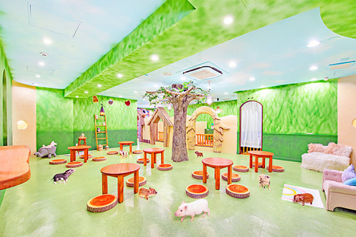 Espaço colorido e temático onde micro porcos passeiam no mipig cafe