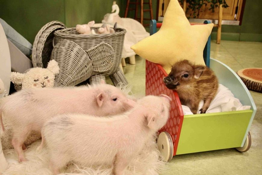 Cafe MiPig no Japão