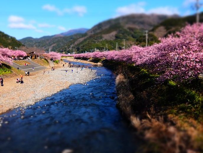 Matsuda Cherry Blossom Festival: 360 árvores de sakura de inverno