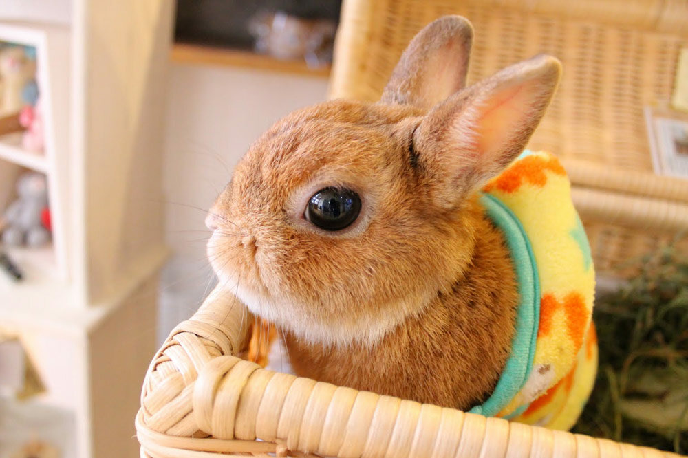 Coelho do animal cafe Usagi Ohisama em Tokyo