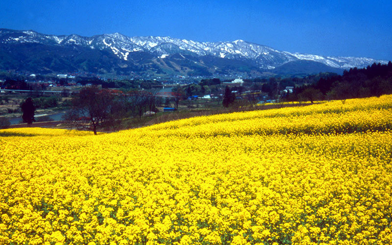 Campo de flores de colza