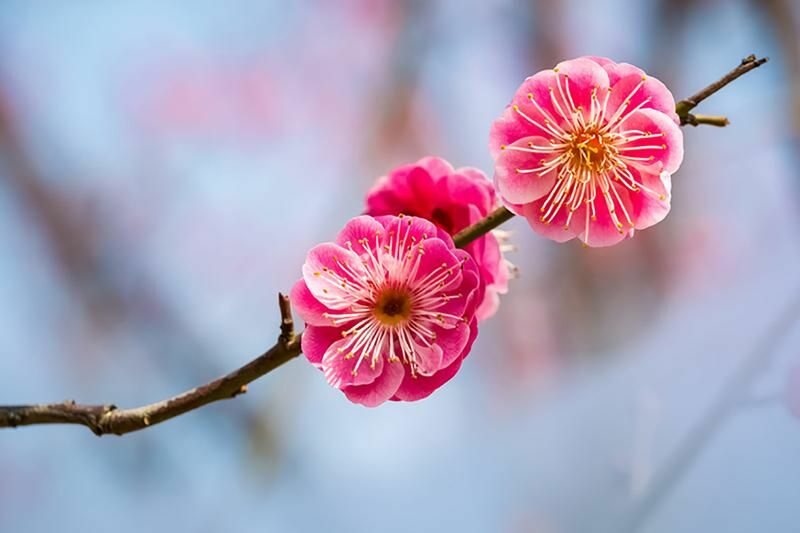 Flor de ume, ameixa japones