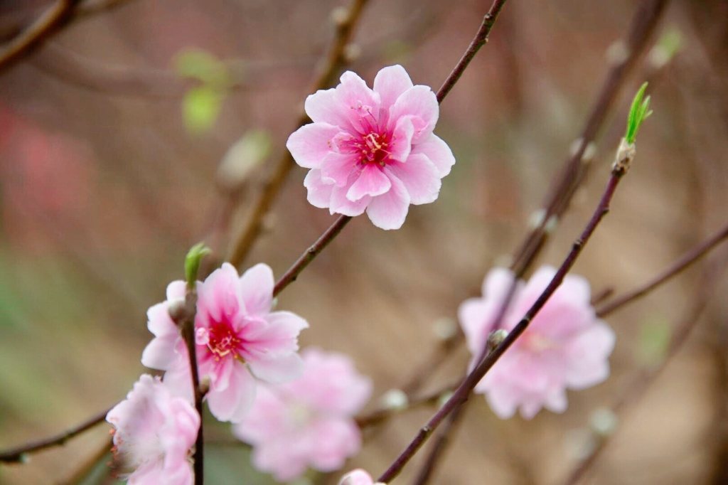 Flor de pêssego da primavera no Japão
