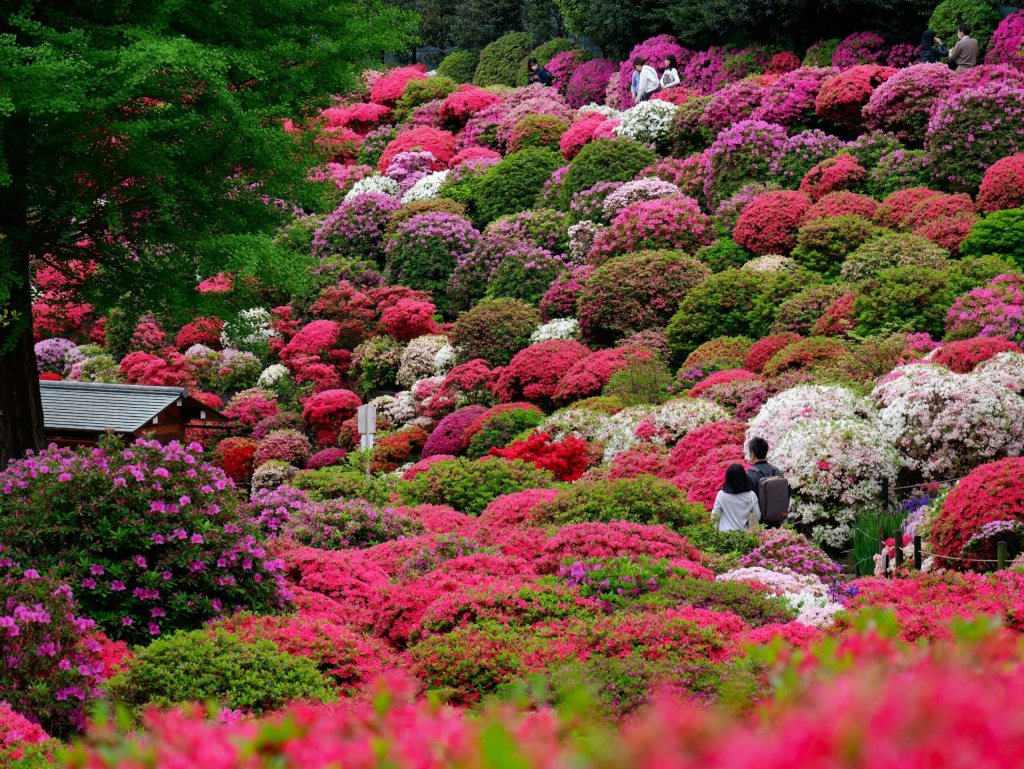 Flores da primavera no Japão