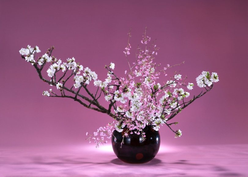 Flores da primavera no Japão
