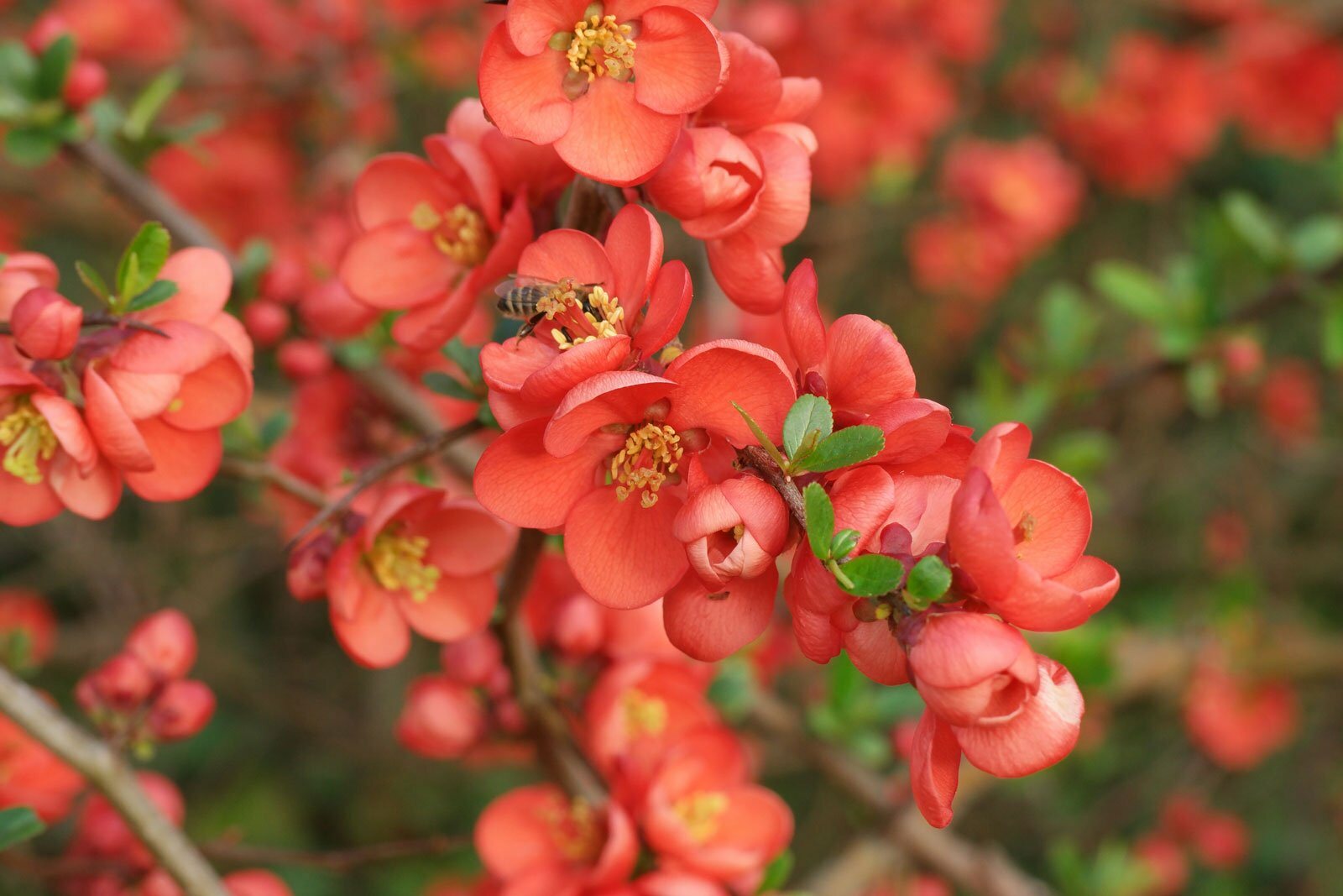 Marmelo florid