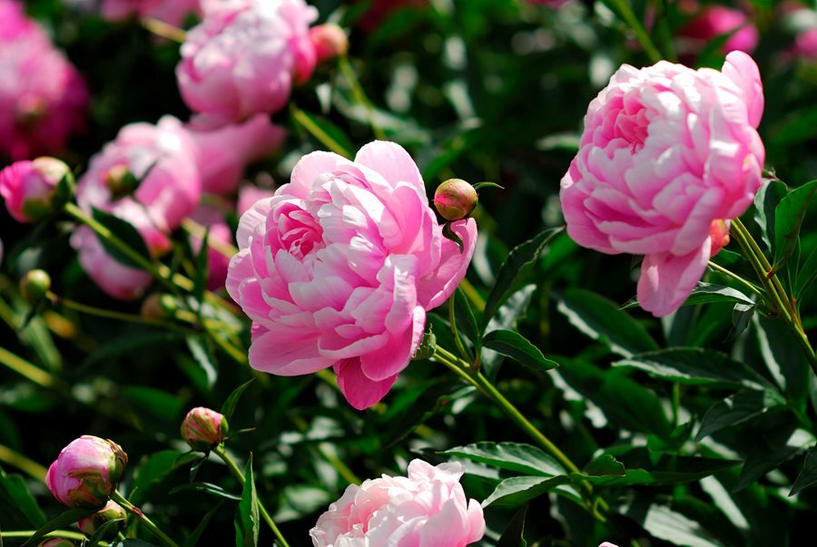 Flor da primavera do Japão pe