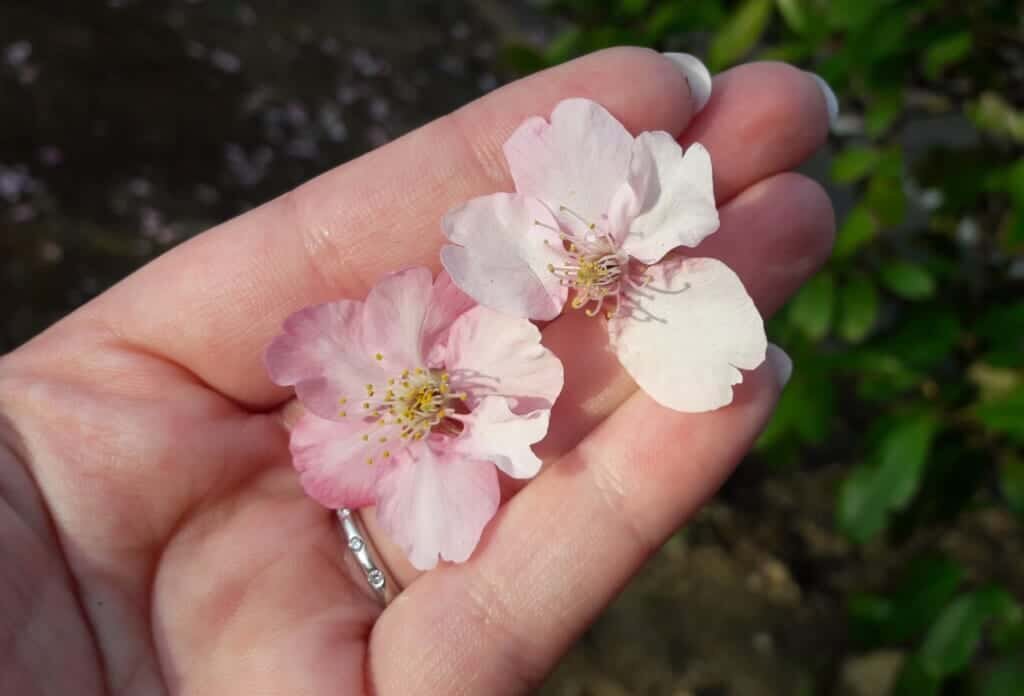Pétalas de flor de cerejeira sakura
