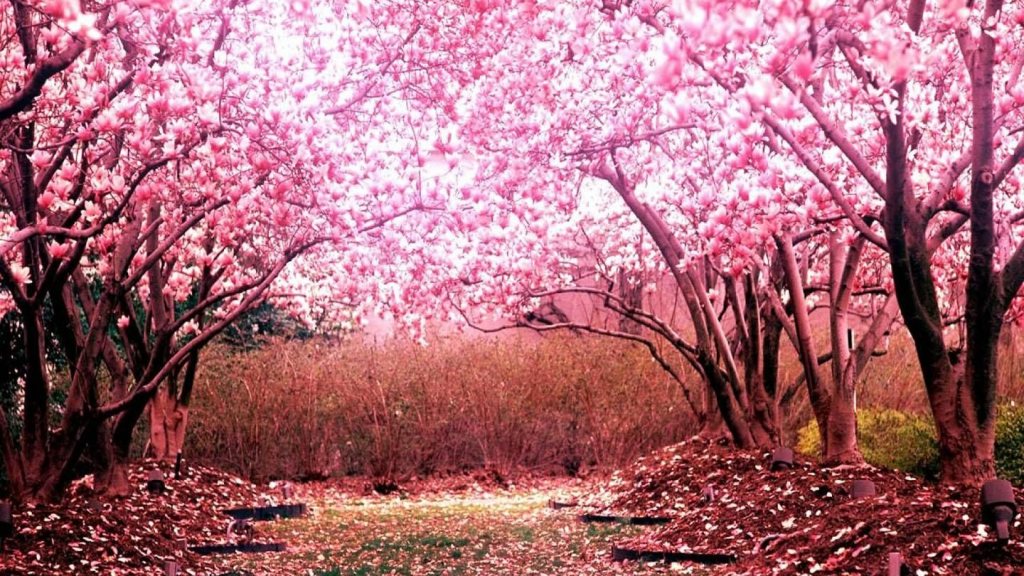 Primavera no Japão