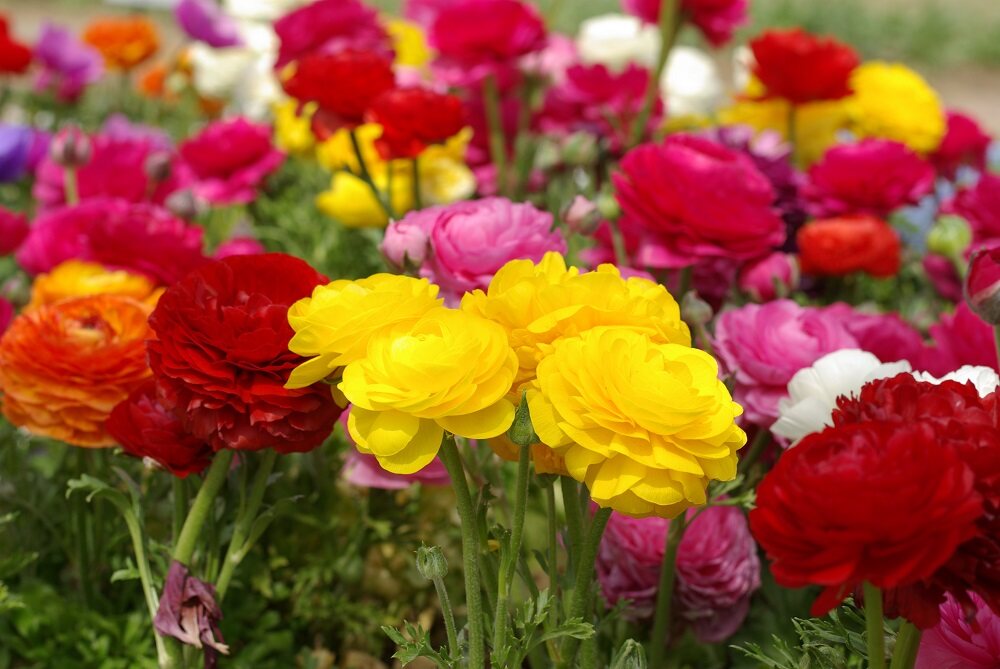 Flor primavera no japão ranan