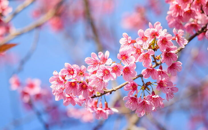 Flor de sakura da primavera do Japão