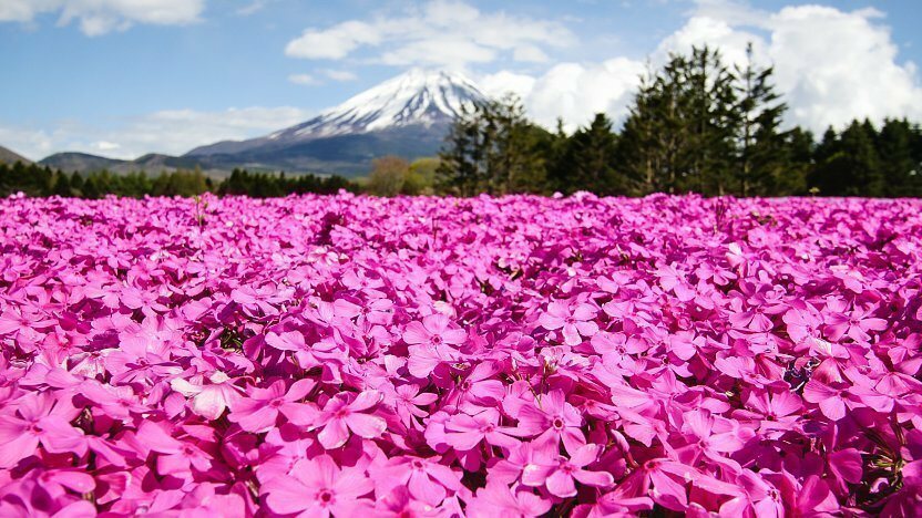 Flor da primavera japonesa Shibazakura