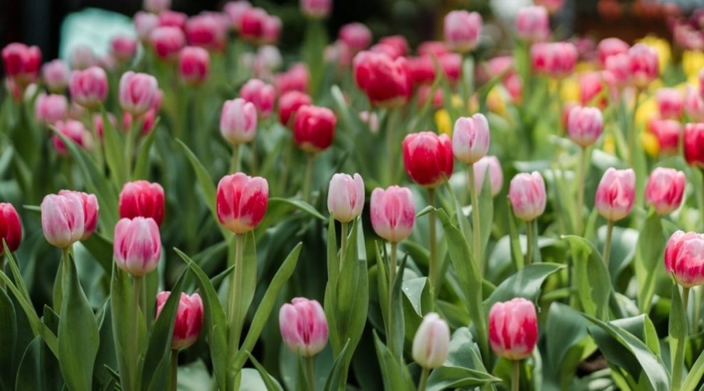 Tulipas são flores da primavera japonesa