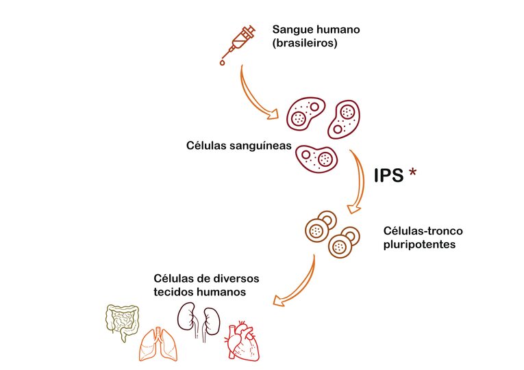 Diferente das células tronco embrionárias, as células iPS (células tronco pluripotentes induzidas) são cultivadas a partir do sangue de um doador