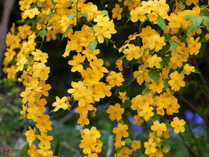 Flor yamabuki da primavera japonesa
