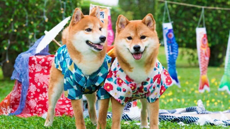 Shiba Inu, raça de cachorro japonês