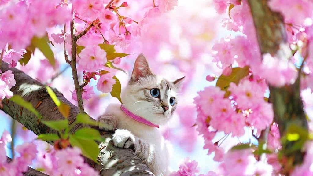 Gatos mais populares no Japão