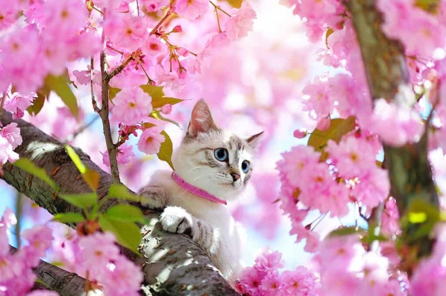 Gatos mais populares no Japão