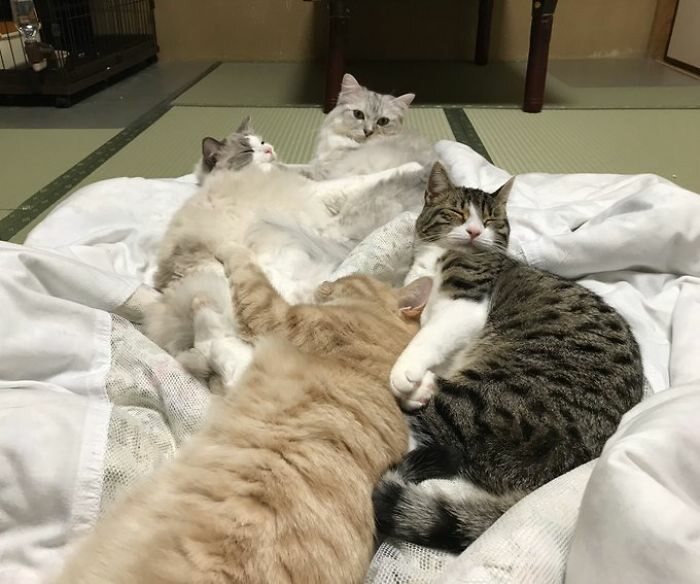 Gatos em tatami no My Cat