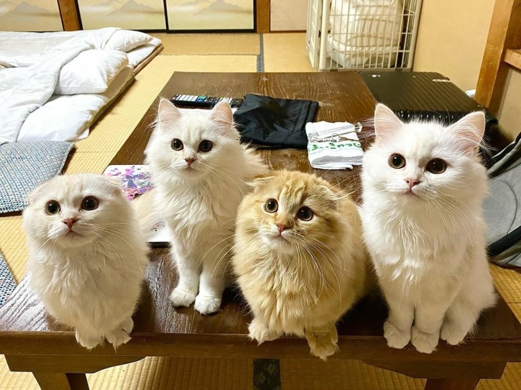 Gatos do Ryokan My Cat em Yugawara