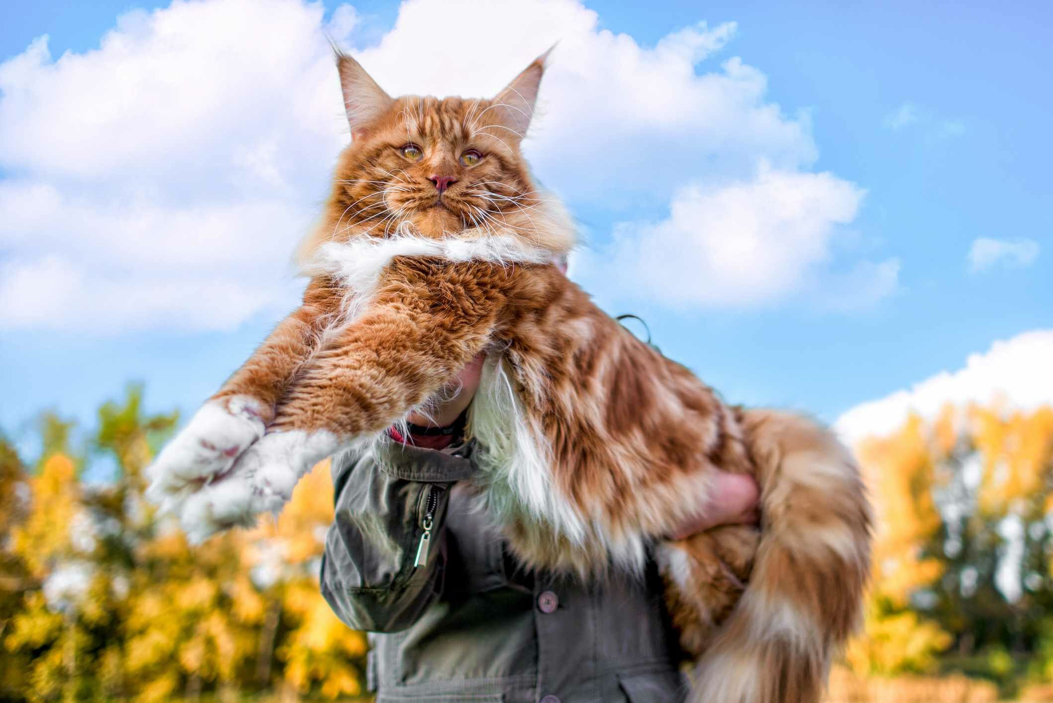 Gato Maine Coon