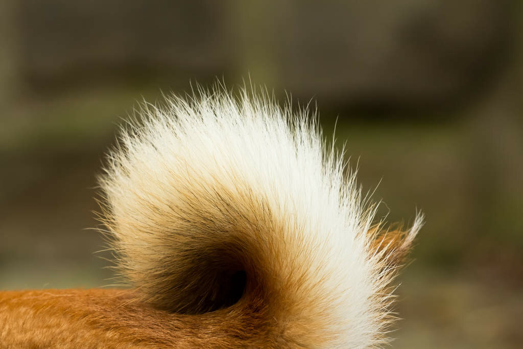 Pelagem do cachorro japonês shiba inu
